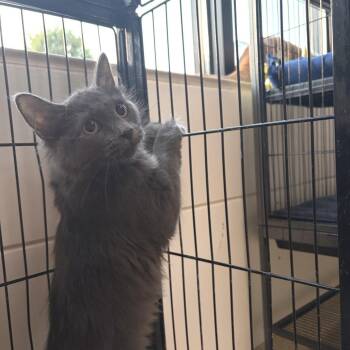 Sara -  Domestic Medium Hair Cat for Adoption in Riverwoods, Illinois - Sara | PetCurious
