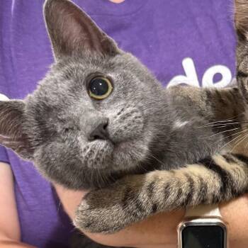 Rowdy -  Domestic Short Hair Cat for Adoption in Madison, Wisconsin - Rowdy | PetCurious