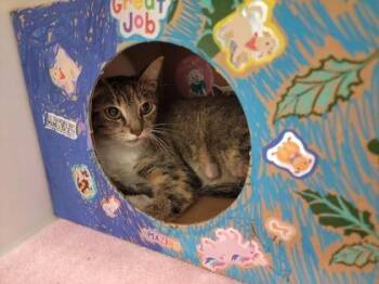 Crepe -  Domestic Short Hair Cat for Adoption in Harbor Springs, Michigan - Crepe | PetCurious