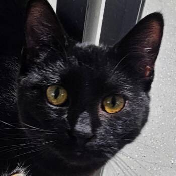 Navie -  Domestic Short Hair Cat for Adoption in Grinnell, Iowa - Navie | PetCurious