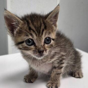 Lo -  Domestic Short Hair Cat for Adoption in Abilene, Texas - Lo | PetCurious