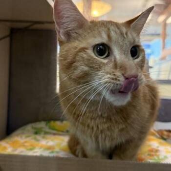 Domestic Short Hair Cats Available for Adoption - Libra | PetCurious