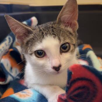 Weeble -  Domestic Short Hair Cat for Adoption in Hendersonville, North Carolina - Weeble | PetCurious
