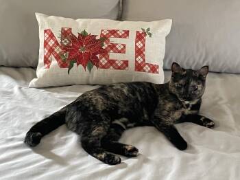 Luna - URGENT - owner needs Temporary Foster for health reasons -  Tortoiseshell Cat for Adoption in Jeffersonville, Indiana - Luna - URGENT - Owner Needs Temporary Foster For Health Reasons | PetCurious