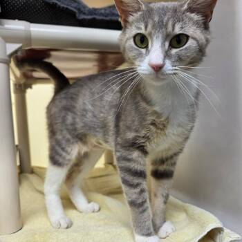 Heidi -  Domestic Short Hair Cat for Adoption in Harrisonburg, Virginia - Heidi | PetCurious