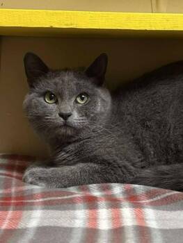 Rescue Domestic Short Hair Cats for Adoption in Maryville, Missouri - Mary-Kate | PetCurious