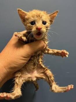 JERRY -  Domestic Short Hair Cat Available for Adoption in Doral, Florida - JERRY | PetCurious