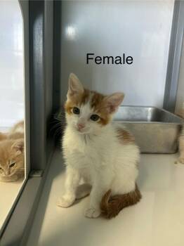 Glinda -  Domestic Short Hair Cat for Adoption in Holbrook, Arizona - Glinda | PetCurious