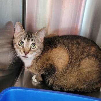 Wren -  Domestic Short Hair Cat for Adoption in Nashville, Indiana - Wren | PetCurious