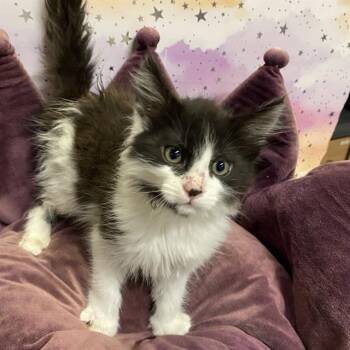 JOJO PANDA -  Domestic Short Hair Cat for Adoption in Modesto, California - JOJO PANDA | PetCurious