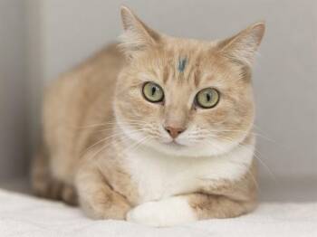Domestic Short Hair Cats Available for Adoption in Phoenix, Arizona - BUTTERBALL | PetCurious