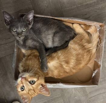 Spumoni -  Domestic Short Hair Cat for Adoption in Mission Viejo, California - Spumoni | PetCurious