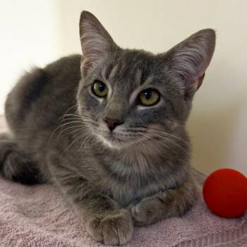 Beep -  Domestic Short Hair Cat for Adoption in Harrisonburg, Virginia - Beep | PetCurious