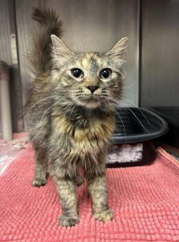 Mama -  Domestic Long Hair Cat for Adoption in Richmond, Virginia - Mama | PetCurious
