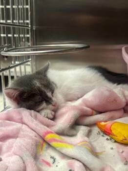 Domestic Short Hair Cats Available for Adoption in Bowling Green, Ohio - Wovey | PetCurious