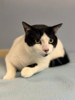 Tuxedo Cats Available for Adoption in Lovingston, Virginia - Rex | PetCurious
