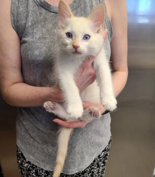 Sunny-D -  Siamese Cat for Adoption in Oceanside, California - Sunny-D | PetCurious