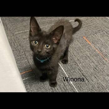 Winona -  Domestic Short Hair Cat for Adoption in Omaha, Nebraska - Winona | PetCurious