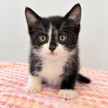 Easy Street 29 -  Domestic Short Hair Cat for Adoption in Austin, Texas - Easy Street 29 | PetCurious