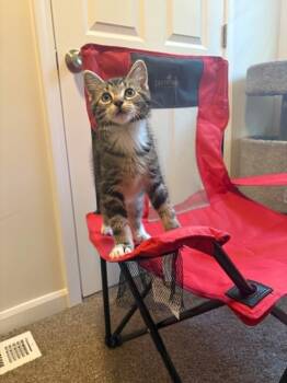 Lafitte -  Domestic Short Hair Cat for Adoption in Crown Point, Indiana - Lafitte | PetCurious