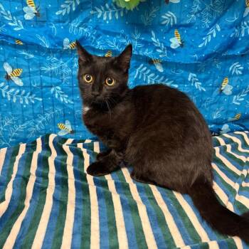 American Shorthair Cats Available for Adoption in Greenfield, Indiana - Morgana | PetCurious