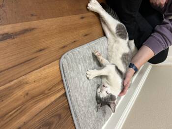 Mario -  Domestic Short Hair Cat for Adoption in Davidson, North Carolina - Mario | PetCurious