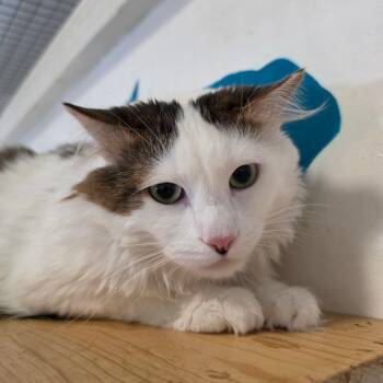 Domestic Long Hair Cats Available for Adoption in Chino Hills, California - Lucky Meowzer - Chino Hills Location | PetCurious