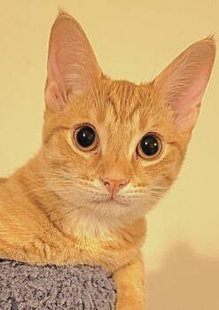 Rescue Domestic Short Hair and Tabby Cats for Adoption in Austin, Texas - Teddy | PetCurious