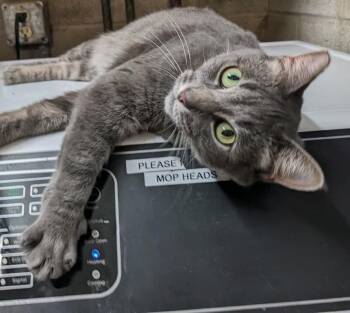 Rescue Domestic Short Hair Cats for Adoption in Columbus, Ohio - Tacie | PetCurious