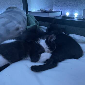Tippi -  Domestic Short Hair Cat for Adoption in Houston, Texas - Tippi | PetCurious