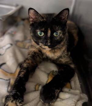 Cinnamon (Photos August 2026) -  Tortoiseshell and Domestic Short Hair Cat for Adoption in Marietta, Ohio - Cinnamon (Photos August 2026) | PetCurious