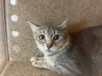 FUNNEL CAKE -  Domestic Short Hair Cat for Adoption in Loveland, Colorado - FUNNEL CAKE | PetCurious