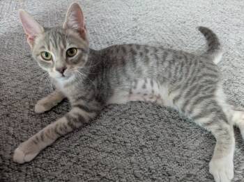 Zebra Cake26 -  Domestic Short Hair Cat for Adoption in Youngsville, North Carolina - Zebra Cake26 | PetCurious