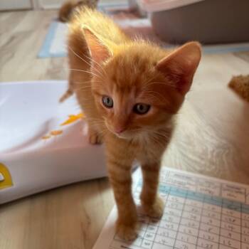 Domestic Short Hair Cats Available for Adoption in Granville, Ohio - Cuervo | PetCurious