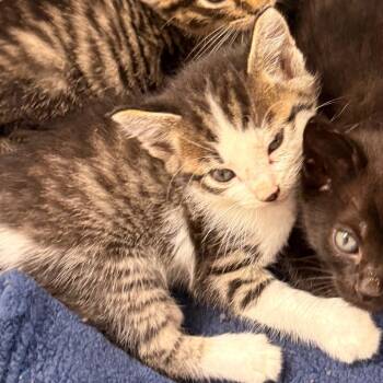 Skink -  Domestic Short Hair Cat for Adoption in Evansville, Indiana - Skink | PetCurious