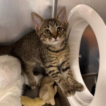 Tiffany -  Domestic Short Hair Cat for Adoption in West Palm Beach, Florida - Tiffany | PetCurious