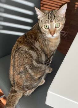 Rescue Domestic Short Hair Cats for Adoption in Republic, Missouri - Little Bit | PetCurious