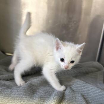Brie* -  Domestic Short Hair Cat for Adoption in San Gabriel, California - Brie* | PetCurious
