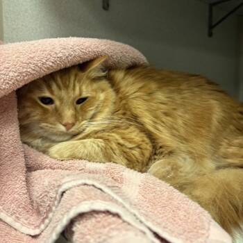 Rescue Domestic Short Hair Cats for Adoption in Dallas, Texas - Casanova | PetCurious