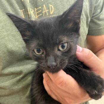 Jayce -  Domestic Short Hair Cat for Adoption in NEW PT RICHEY, Florida - Jayce | PetCurious