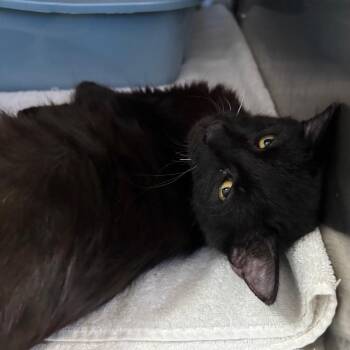 Spork -  Domestic Short Hair Cat for Adoption in Lakeland, Florida - Spork | PetCurious