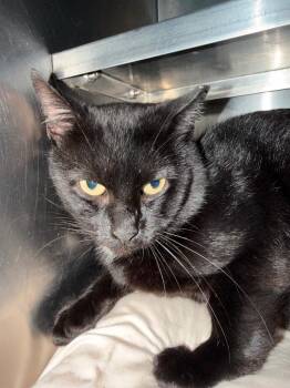 Ace -  Domestic Short Hair Cat for Adoption in Pomona, New York - Ace | PetCurious