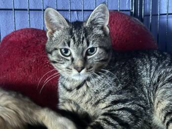 Domestic Short Hair Cats Available for Adoption in Virginia Beach, Virginia - Pumpkin | PetCurious
