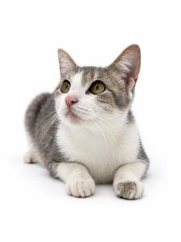 Eliza -  Domestic Short Hair Cat for Adoption in Bowling Green, Kentucky - Eliza | PetCurious