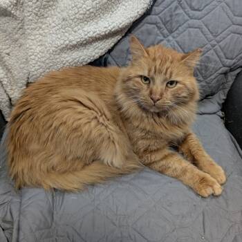 Rescue Domestic Long Hair Cats for Adoption in Reisterstown, Maryland - Manny | PetCurious