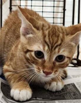 Domestic Short Hair Cats Available for Adoption in Fort Lauderdale, Florida - A2474756 | PetCurious