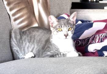 Natasha -  Tabby and Domestic Short Hair Cat for Adoption in St. Peters, Missouri - Natasha | PetCurious