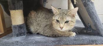Copperfield -  Tabby Cat Available for Adoption in Coventry, Connecticut - Copperfield | PetCurious