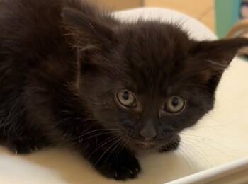 Domestic Short Hair Cats Available for Adoption in Elizabethton, Tennessee - DEMI | PetCurious