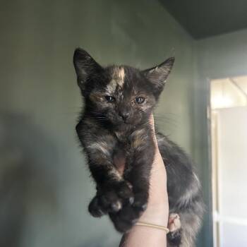 Mewsic -  Domestic Short Hair Cat for Adoption in Kansas City, Missouri - Mewsic | PetCurious